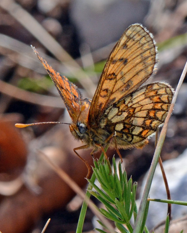 Esemplari di Melitaea da identificare